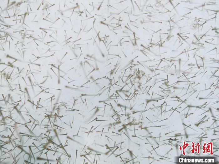 圖為魚苗。　張?zhí)砀?攝