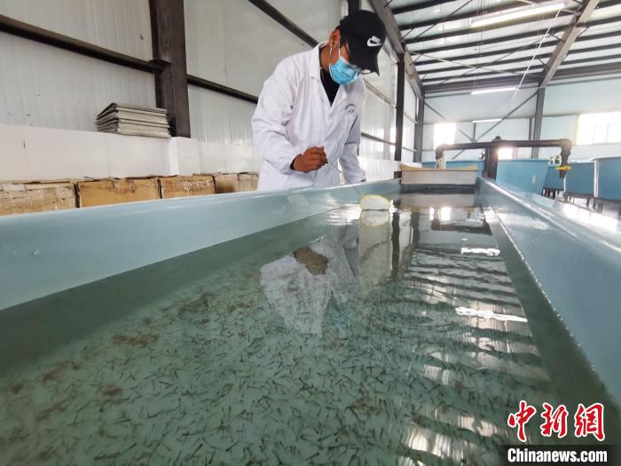 圖為工作人員檢查魚苗。　張?zhí)砀?攝