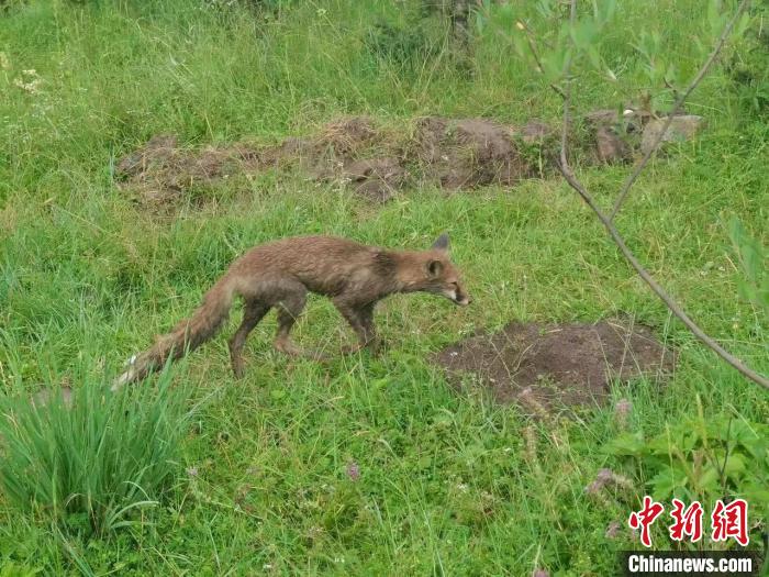 青?；ブ骄戎鷩叶?jí)保護(hù)野生動(dòng)物赤狐