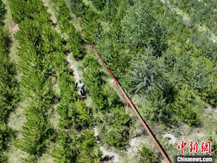 航拍建行青海省分行綠化區(qū)施工隊隊長盧占祥正在巡護(hù)綠化區(qū)?！∑钤鲚?攝