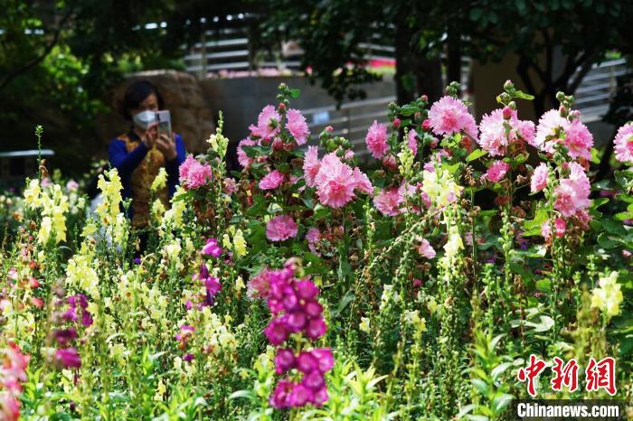 圖為市民在西寧園林植物園內(nèi)賞花拍照。　馬銘言 攝