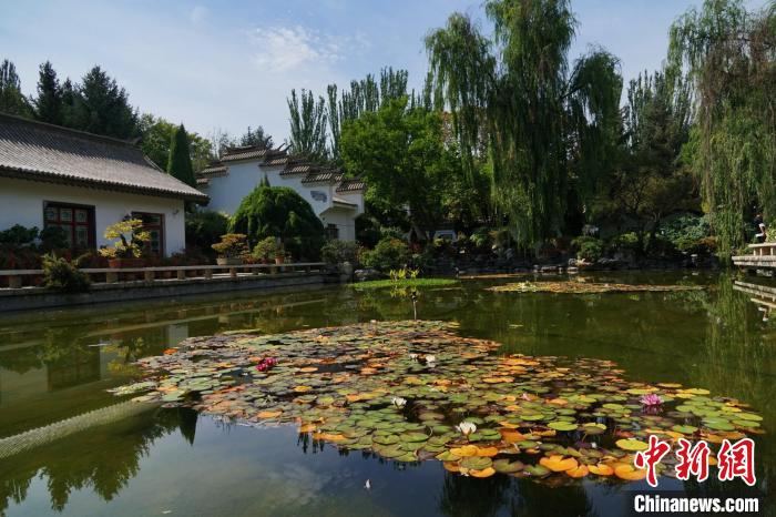 圖為西寧園林植物園秋日風(fēng)景別有韻味?！●R銘言 攝