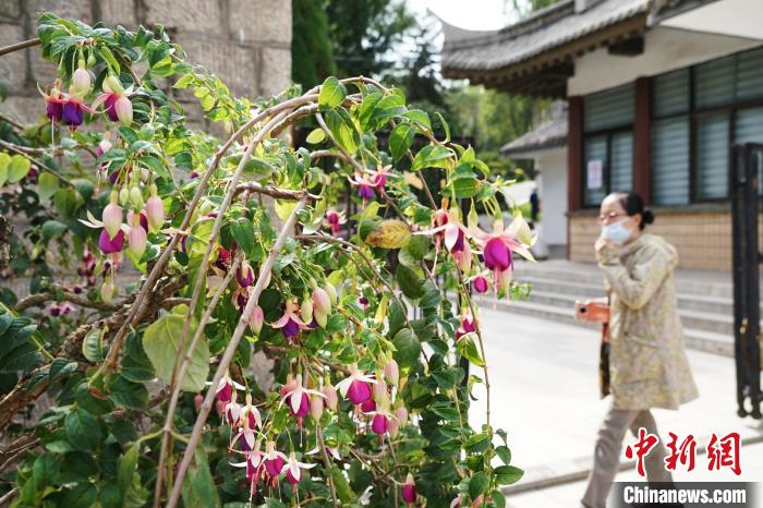 圖為市民在西寧園林植物園內(nèi)觀賞花卉?！●R銘言 攝