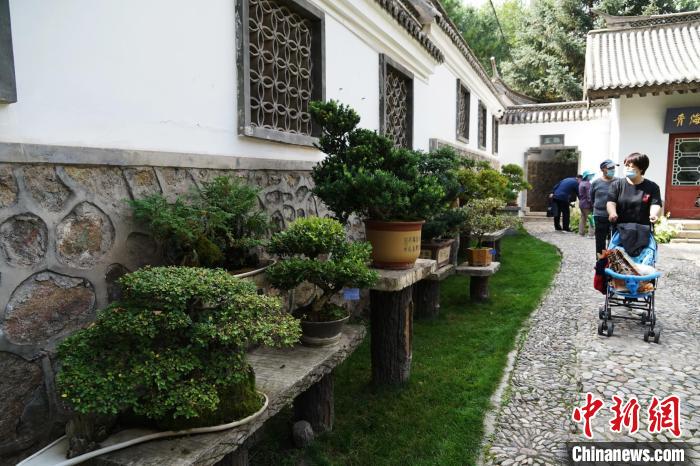 圖為市民在西寧園林植物園內(nèi)觀賞盆景?！●R銘言 攝