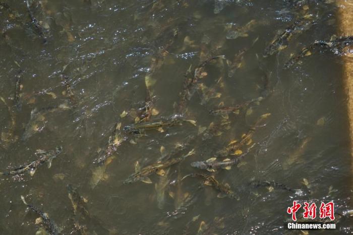 資料圖：圖為今年5月底到8月初，青海湟魚洄游產卵 馬銘言攝
