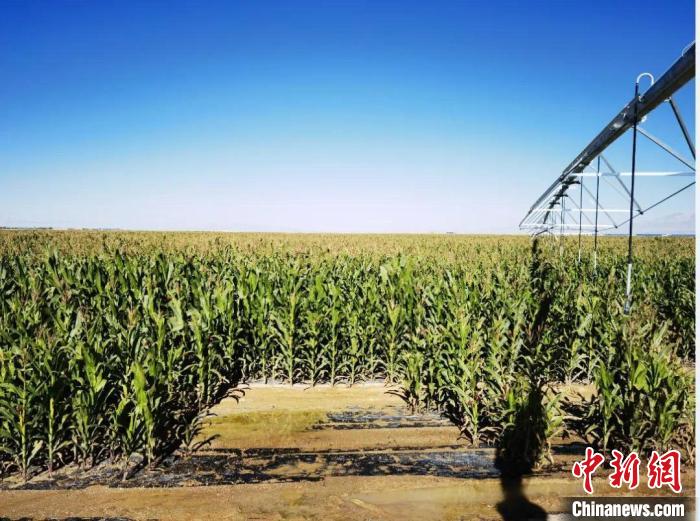 青?！凹Z改飼”項(xiàng)目收儲飼草44萬余噸