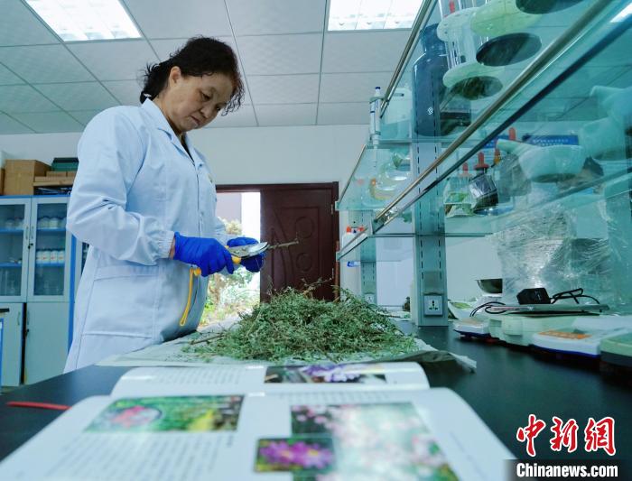 圖為張錦梅在實驗室工作。　馬銘言 攝