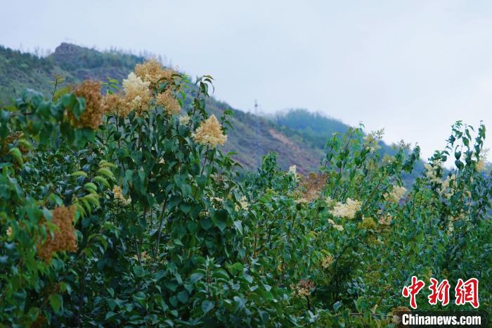 圖為西寧北山上的丁香樹?！●R銘言 攝