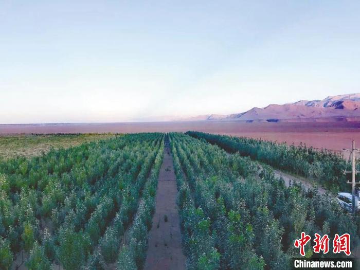 圖為格爾木境內種植的綠樹?！「駹柲救诿襟w中心供圖