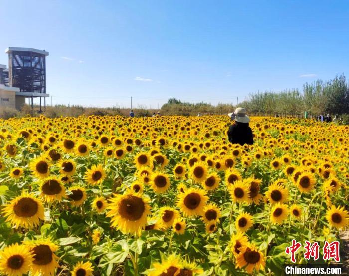 圖為格爾木境內的向日葵花海。　格爾木融媒體中心供圖