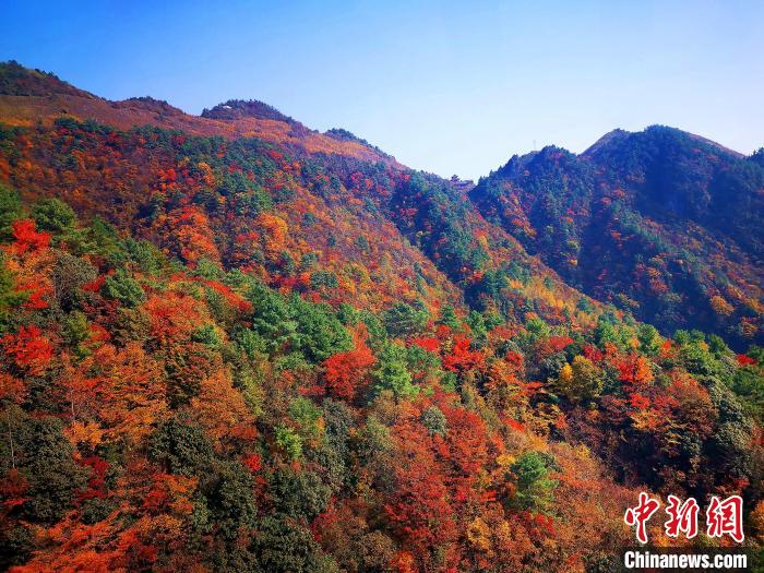 巴山大峽谷漫天紅葉?！埰?攝