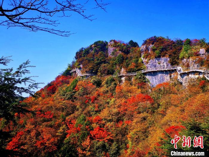 巴山大峽谷漫天紅葉?！埰?攝