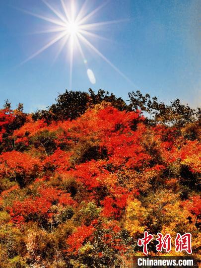 萬源市紅葉似火。　朱平安 攝