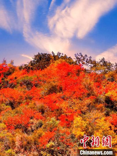 萬源深秋紅葉似火。　朱平安 　攝