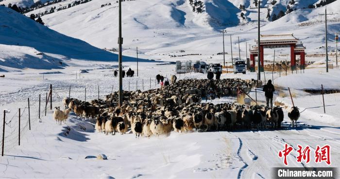 圖為村民在雪地上放牧?！《继m縣融媒體中心供圖