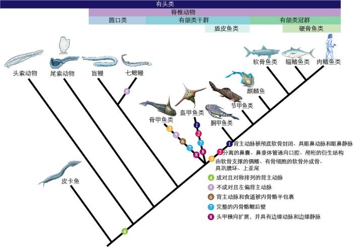 一些關(guān)鍵特征在脊索動物中的演化。　孟馨媛 繪圖 攝