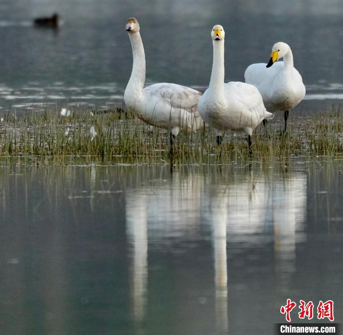 圖為三只大天鵝?！±钣穹?攝