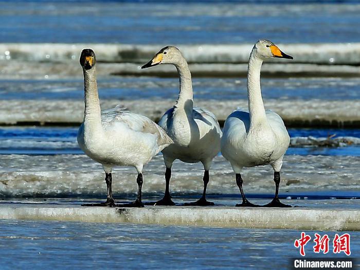 圖為三只天鵝在湖面上曬太陽?！『螁⒔?攝