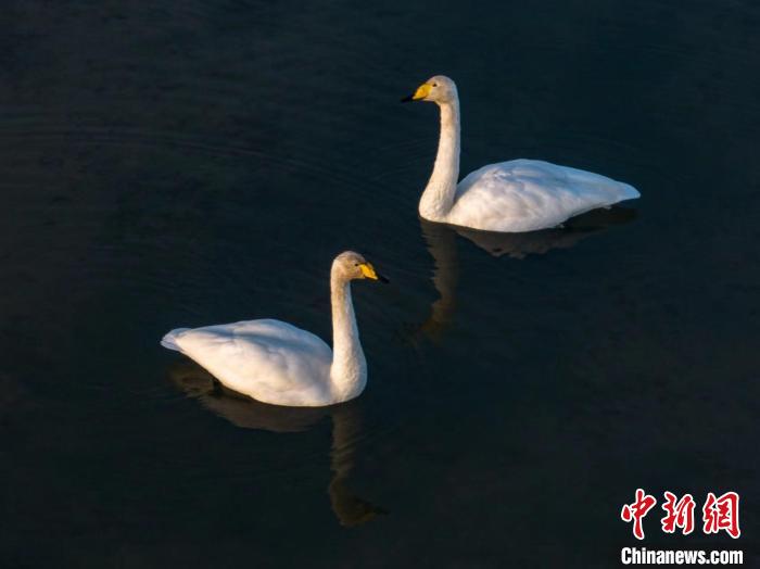 圖為兩只天鵝在湖中游蕩。　何啟金 攝