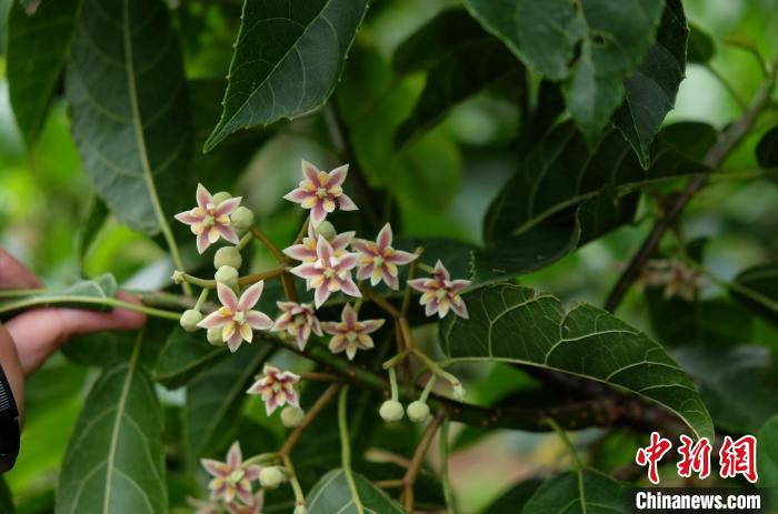 圖為古林箐近地保護的滇桐首次開花?！±顕?攝