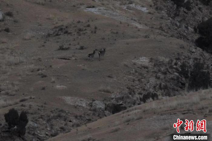 圖為兩只馬鹿在山坡上行走?！〔湃?攝