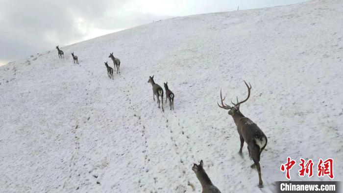 圖為馬鹿群在雪地里行走?！〔湃?攝