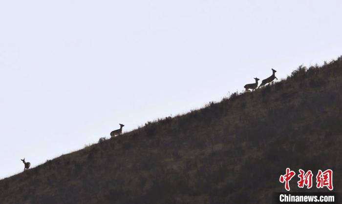 圖為狍鹿在山坡上漫步。　才項(xiàng)南加 攝