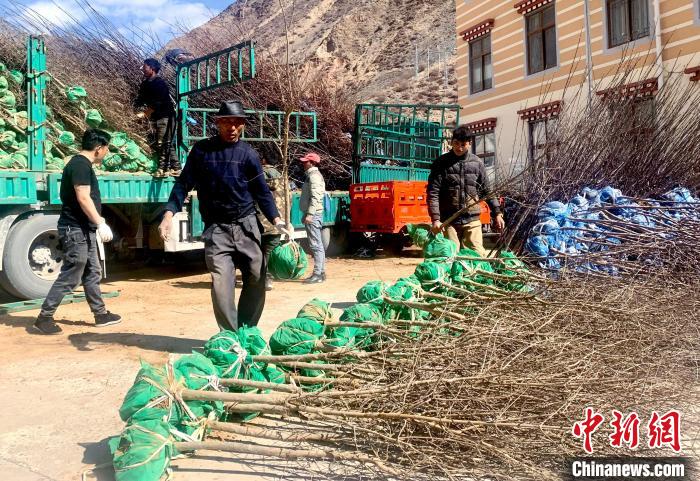 民眾搬運(yùn)苗木?！〔际忻⒖悼h委宣傳部供圖
