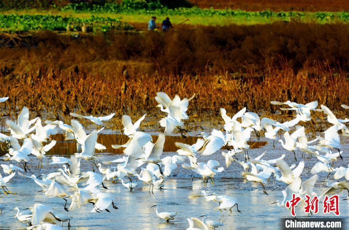成都白鷺灣濕地公園?！“討?攝