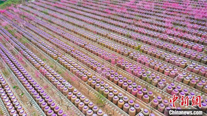 灼灼桃花惹人醉?！㈡?攝
