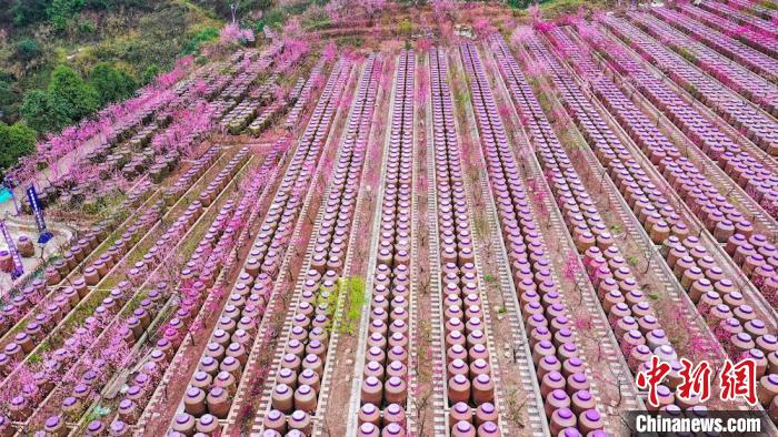 灼灼桃花惹人醉?！㈡?攝