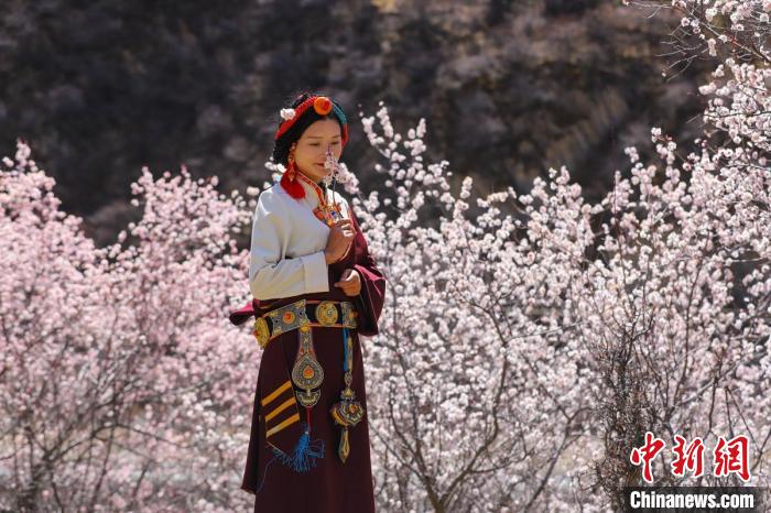 白玉縣河坡鎮(zhèn)桃花林間身穿民族服飾的藏族女孩?！“子袢诿?攝