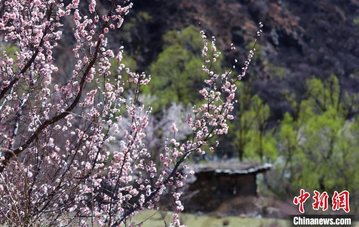 白玉縣河谷間盛開(kāi)的桃花?！“子袢诿?攝