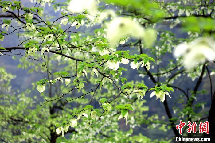 珙桐在春末夏初之際開花，花期較短?！螚?攝