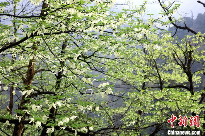 珙桐是1000萬年前新生代第三紀(jì)留下的孑遺植物，中國特有的樹種，是國家一級瀕危保護野生植物?！螚?攝