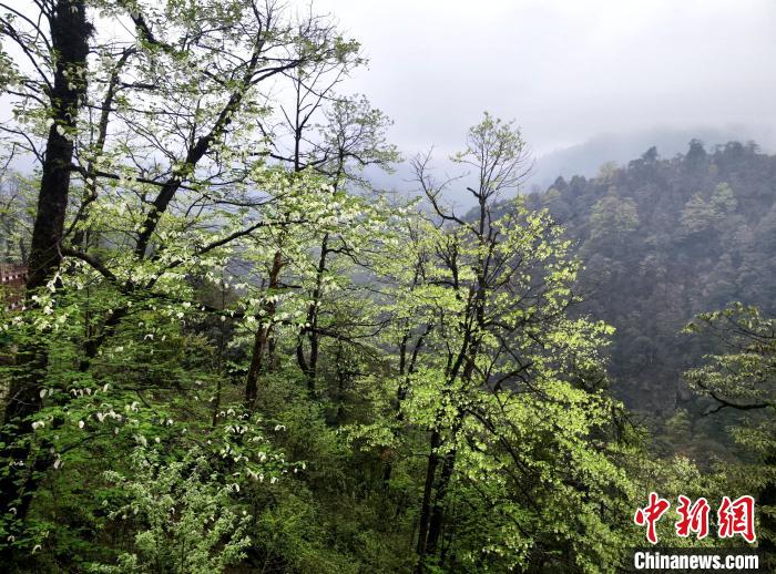 珙桐花朵潔白素雅，與青山雨霧融為一體。　呂楊 攝