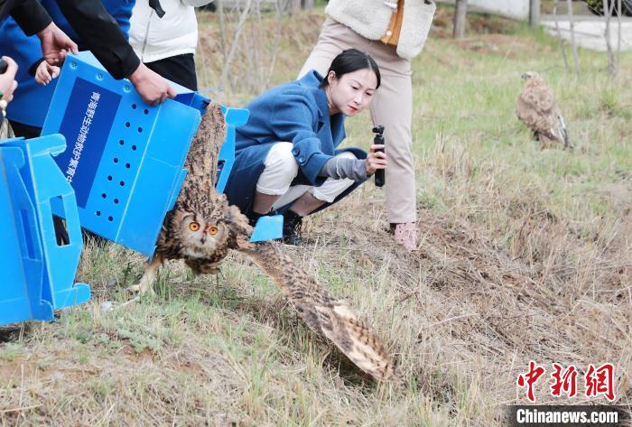 圖為西寧野生動物園救護(hù)的雕鸮在西寧市放歸大自然。　馬銘言 攝