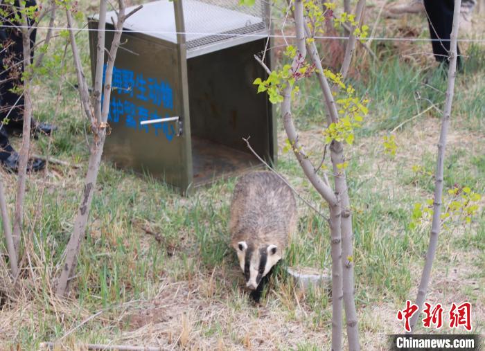 圖為西寧野生動物園救護(hù)的狗獾在西寧市放歸大自然?！●R銘言 攝