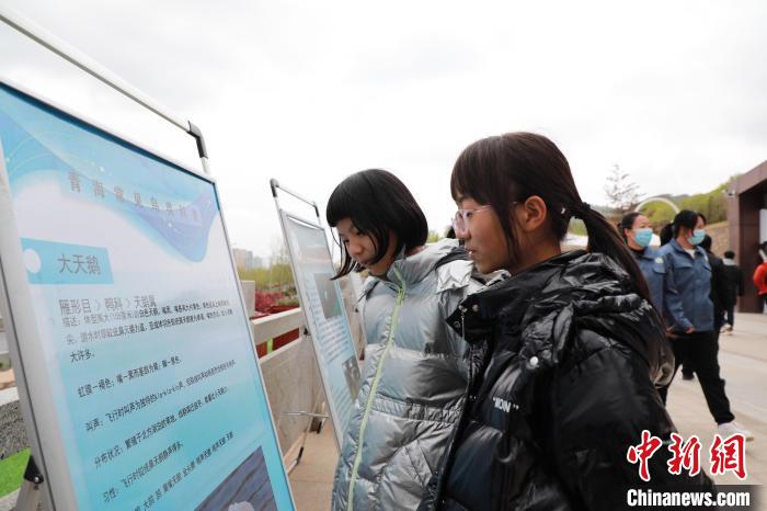 圖為學(xué)生通過展板了解青海常見鳥類。　馬銘言 攝