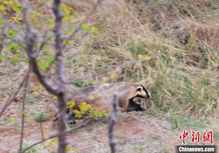 圖為西寧野生動物園救護(hù)的狗獾在西寧市放歸大自然?！●R銘言 攝