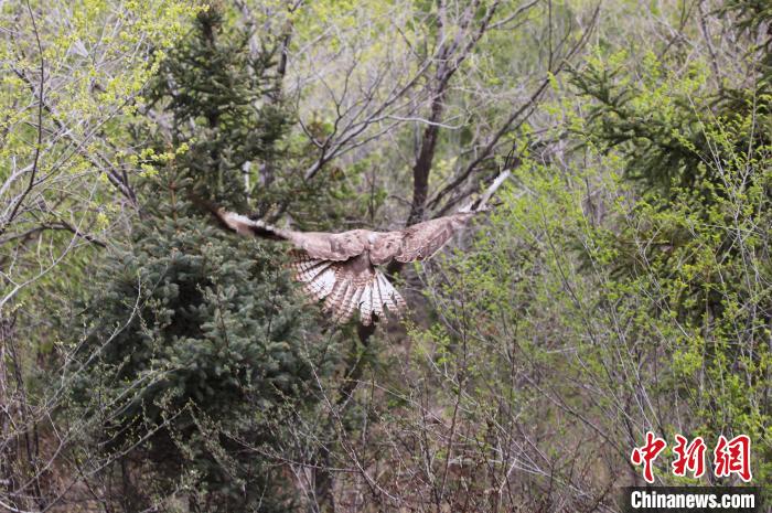 圖為西寧野生動物園救護(hù)的大鵟在西寧市放歸大自然。　馬銘言 攝