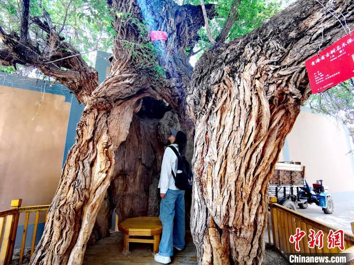 青海海東市阿河灘地質(zhì)文化村：古樹(shù)新枝、丹山碧水