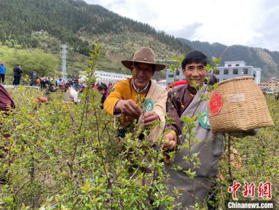 圖為當地農牧民進行藏雪茶采摘比賽?！⊥鮿x 攝