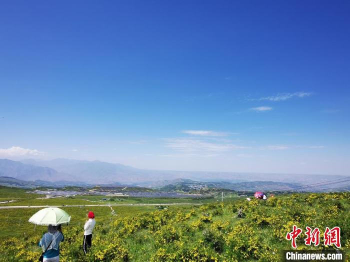 2020年07月07日拍攝于臨夏州積石山縣境內(nèi)，生態(tài)環(huán)境逐漸恢復(fù)，小黃花開遍山間。(資料圖) 殷春永 攝