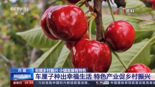 種蘑菇、養(yǎng)駱駝...。。特色產(chǎn)業(yè)助力鄉(xiāng)村振興走新路