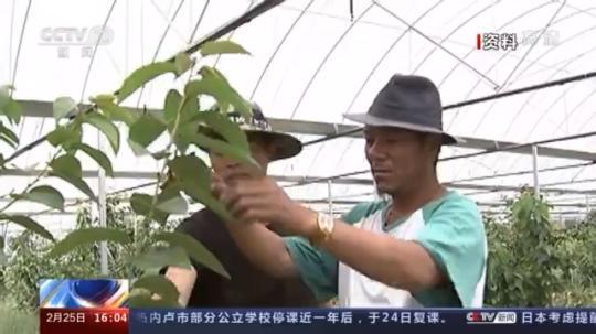種蘑菇、養(yǎng)駱駝...。。特色產(chǎn)業(yè)助力鄉(xiāng)村振興走新路