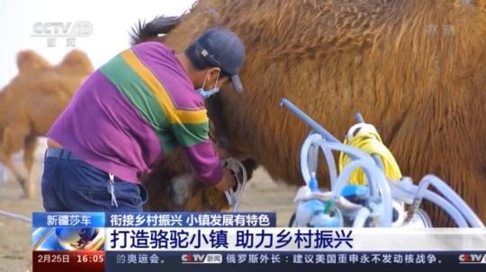 種蘑菇、養(yǎng)駱駝...。。特色產(chǎn)業(yè)助力鄉(xiāng)村振興走新路
