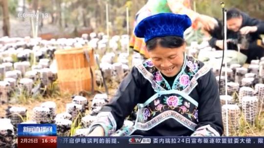 種蘑菇、養(yǎng)駱駝...。。特色產(chǎn)業(yè)助力鄉(xiāng)村振興走新路