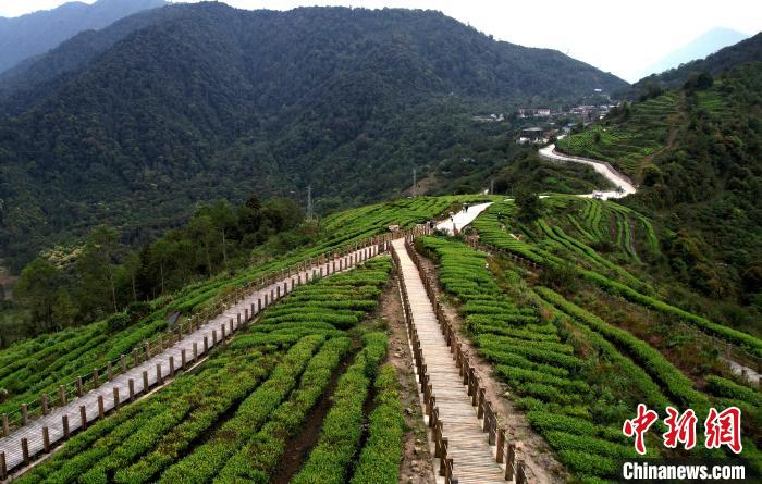 圖為西藏林芝市墨脫縣背崩鄉(xiāng)格林村山頂?shù)木坝^茶園。(無(wú)人機(jī)照片) 李林 攝