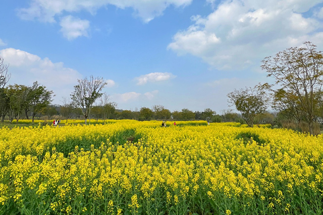 每到油菜花季，就有市民相約到重慶廣陽島上踏青賞花。鄒樂攝
